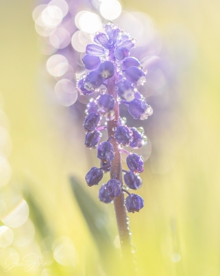 In the Spring Sun