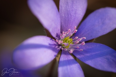 In the Spring Light