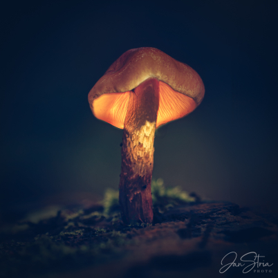 In Magical Forest