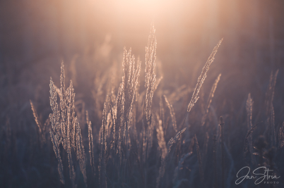 In the Last Light