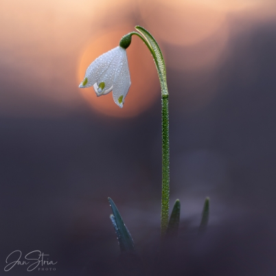 In the First Light
