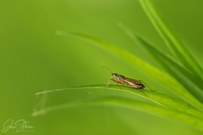 In Grass