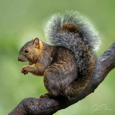 Variegated squirrel