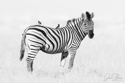 Zebra stepní (Equus quagga) a klubáci...