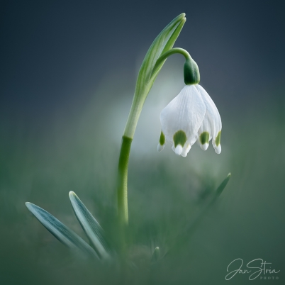 Green Spring