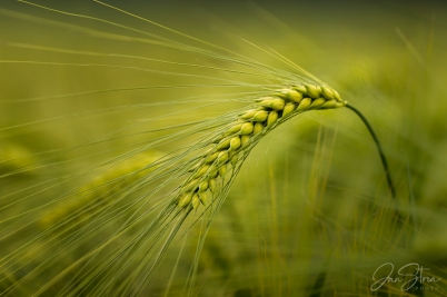 Green ear