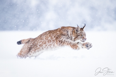 Winter Run